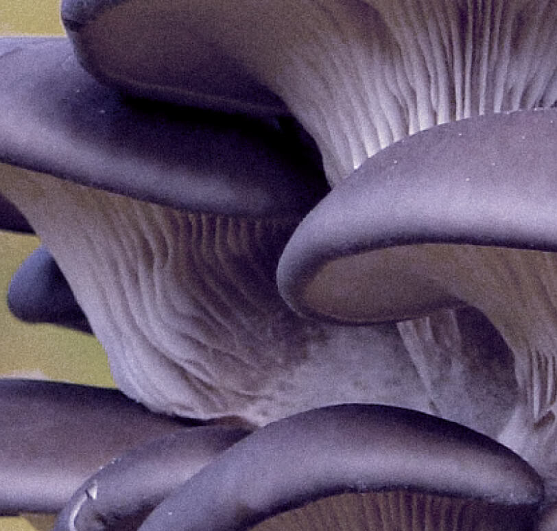 A closeup on the underside of multiple mushrooms.